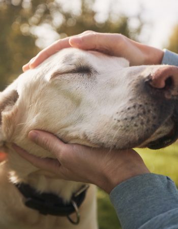 Man stroking his old dog. Loyal labrador retriever enjoying autumn sunny say with his owner.